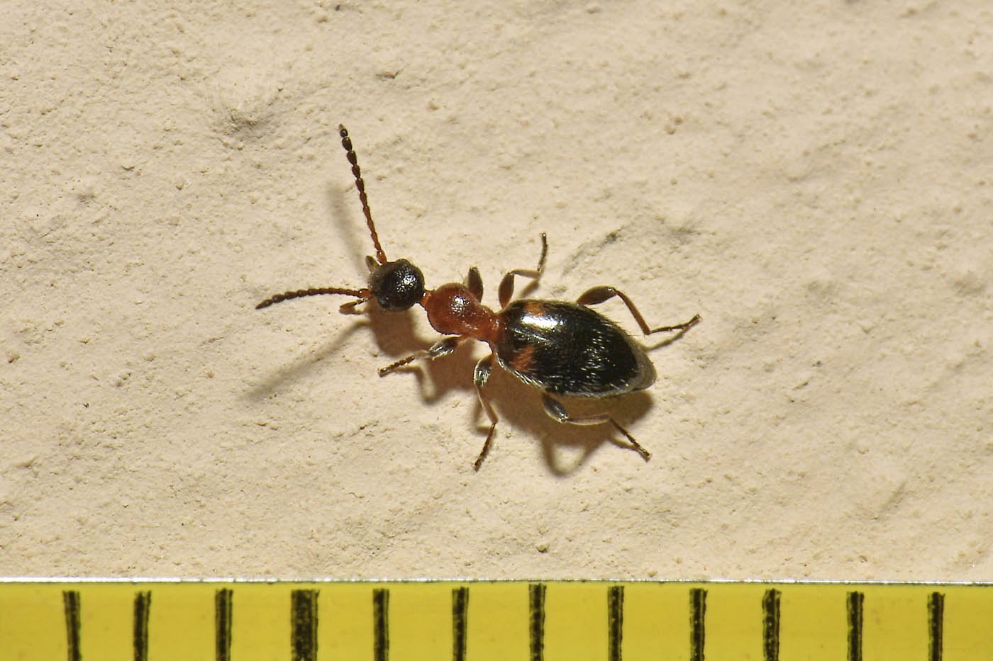 Anthicidae: Anthelephila pedestris?  S